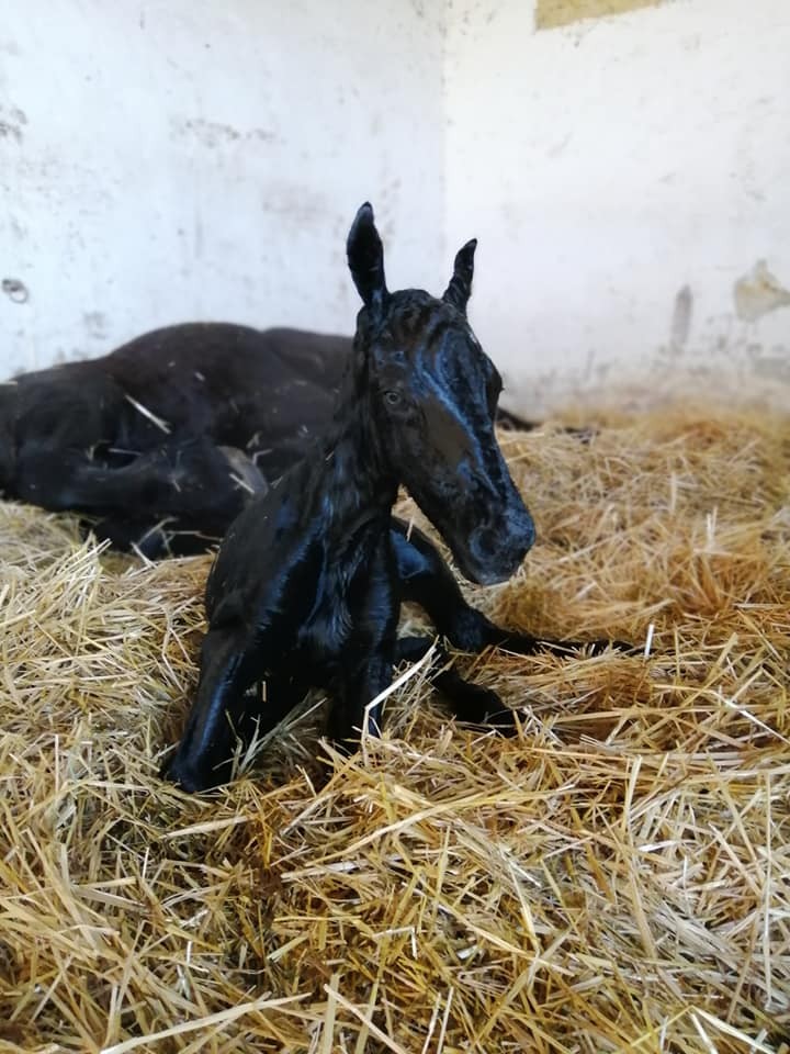 Poulinage d'Océane - Naissance de Kéane d'Egée
